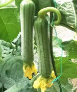 蔬菜種子種植戶客戶點(diǎn)評(píng)-這瓜，太美了！太美了！但我這個(gè)老菜農(nóng)……唉！