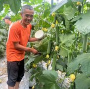 蔬菜種子種植戶客戶點(diǎn)評(píng)-干農(nóng)業(yè)，有喜悅嗎？有的，請(qǐng)看！