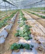 蔬菜種子種植戶客戶點(diǎn)評(píng)-三倍體絲瓜到底是斷頭好？還是不斷頭好？看看這位老板的做法……