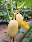 蔬菜種子種植戶客戶點(diǎn)評(píng)-瓜菜價(jià)格不好，太卷了！看一位種植大戶穩(wěn)穩(wěn)賺錢的經(jīng)驗(yàn)…