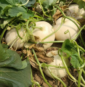 蔬菜種子種植戶客戶點(diǎn)評(píng)-我種植的這個(gè)品種，稱得上“白馬王子”，與大家分享！