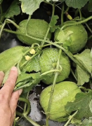 蔬菜種子種植戶客戶點(diǎn)評(píng)-瓜商喜歡、消費(fèi)者喜歡，這個(gè)品種就好銷售！