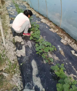 蔬菜種子種植戶客戶點(diǎn)評(píng)-我想要一個(gè)抗高溫又品質(zhì)優(yōu)良的甜瓜品種，終于找到了！