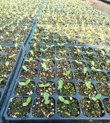 蔬菜種子種植戶客戶點(diǎn)評(píng)-高溫+病毒，雙重暴擊！今年種植這個(gè)品種能賺錢嗎？